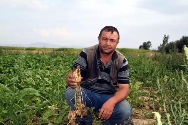 Mahsulün talan edilmesine daha fazla dayanamayan çiftçiler resmi izin alıp ava çıktı