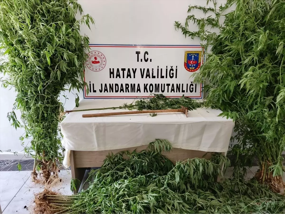 Hatay\'da Hint keneviri yetiştiricisi yakalandı