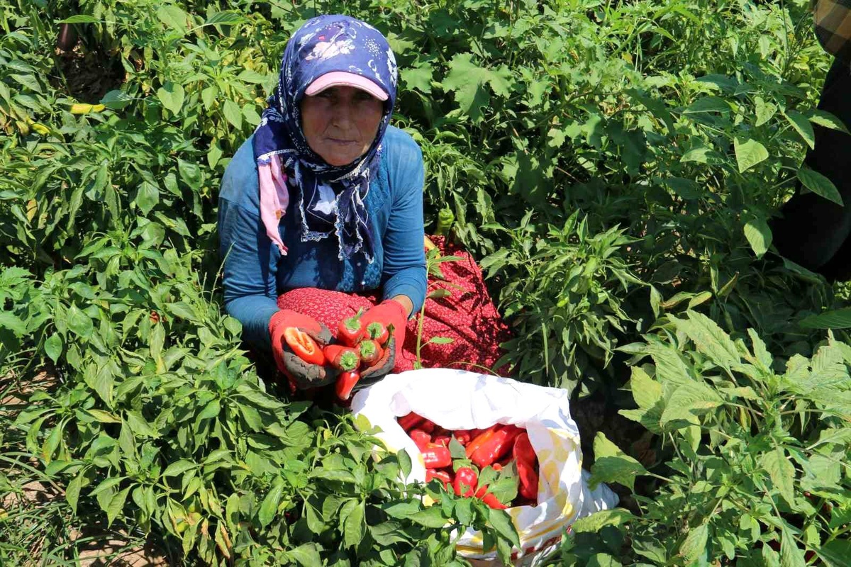 Hatay\'da Kavurucu Sıcakta Acı Biber Hasadı