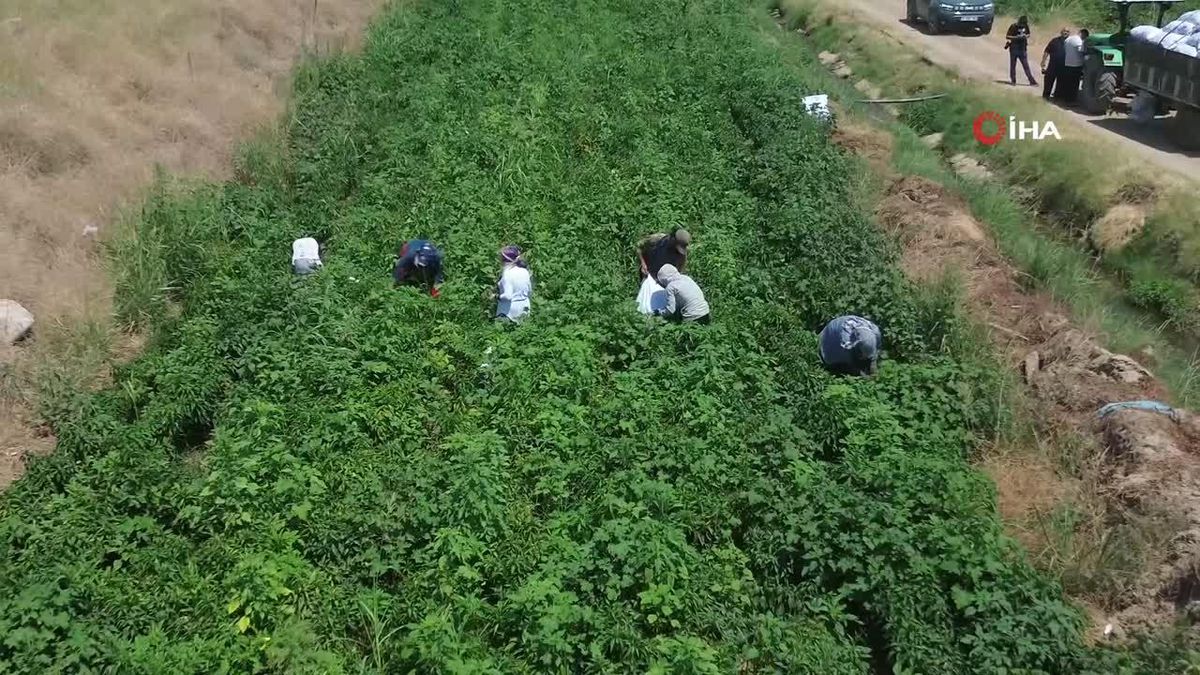 Kavurucu sıcakta acı biber hasadı zorlu şartlarda devam ediyor