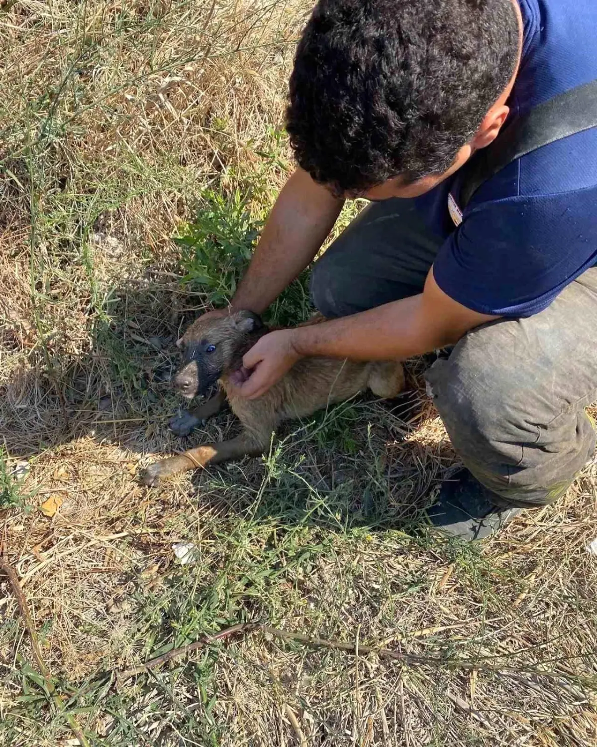 Hatay\'da kuyuya düşen yavru köpek itfaiye ekipleri tarafından kurtarıldı