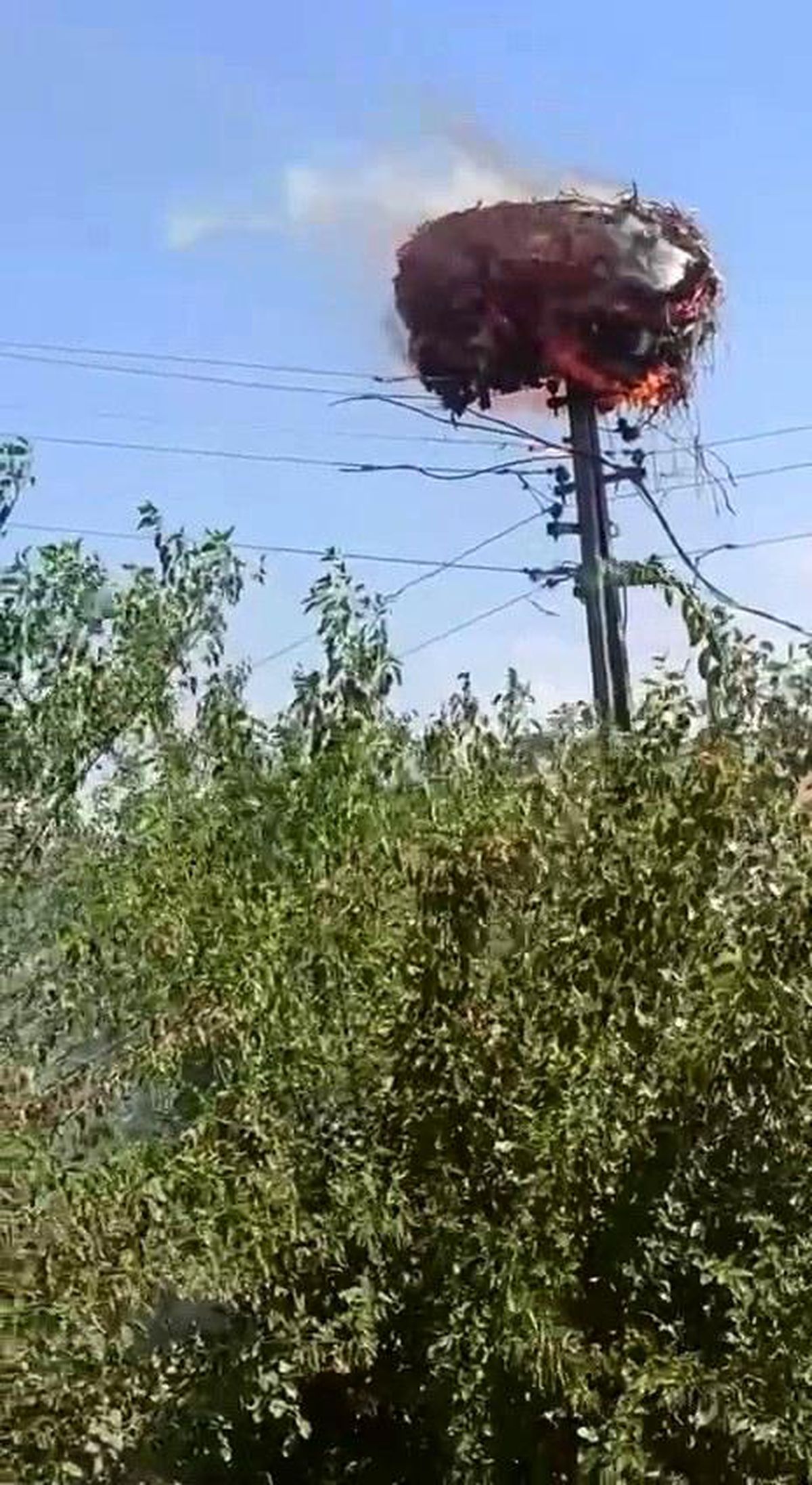 Adıyaman\'da Elektrik Direği Üzerindeki Leylek Yuvası Alev Aldı