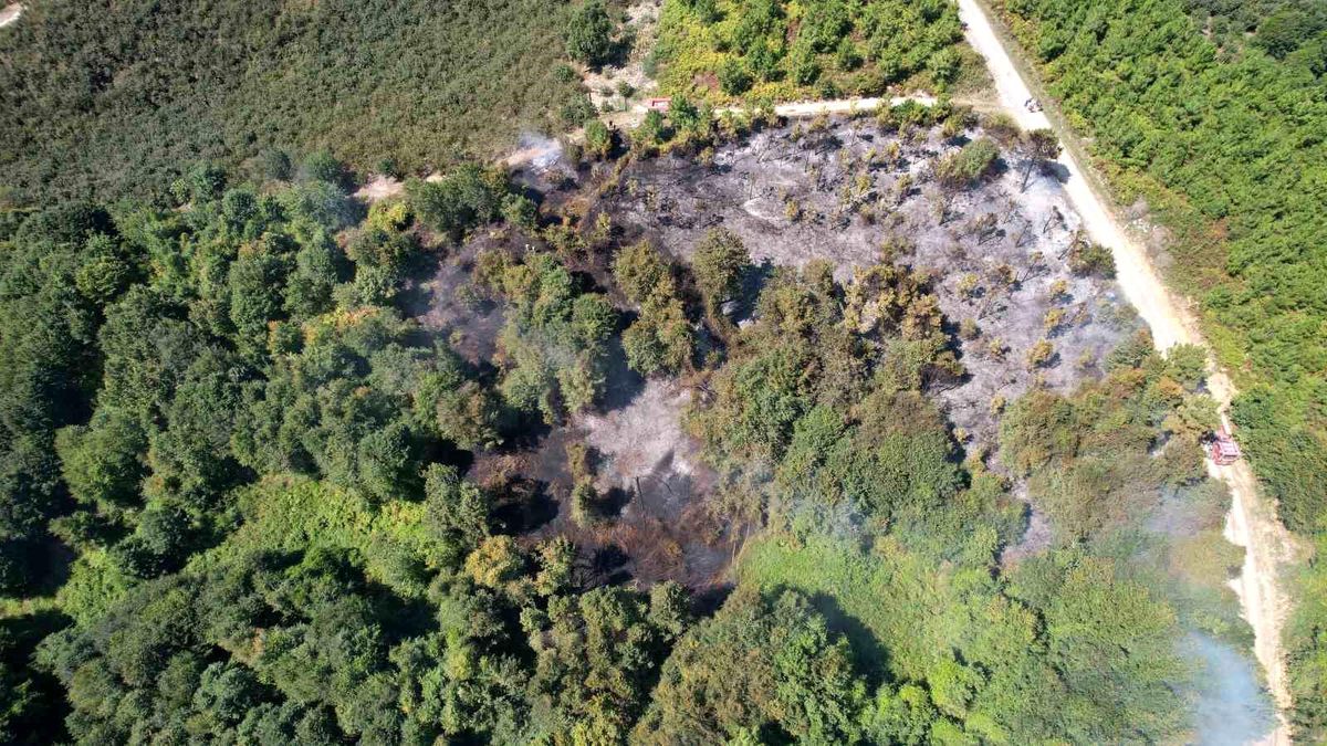 Sakarya\'da Orman Yangını: 20 Dönüm Arazi Küle Döndü
