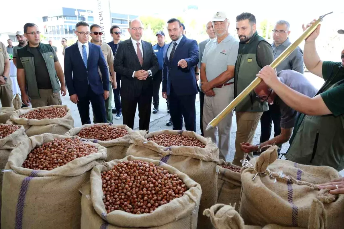 TMO Giresun\'da ilk fındığı 135,96 liradan aldı