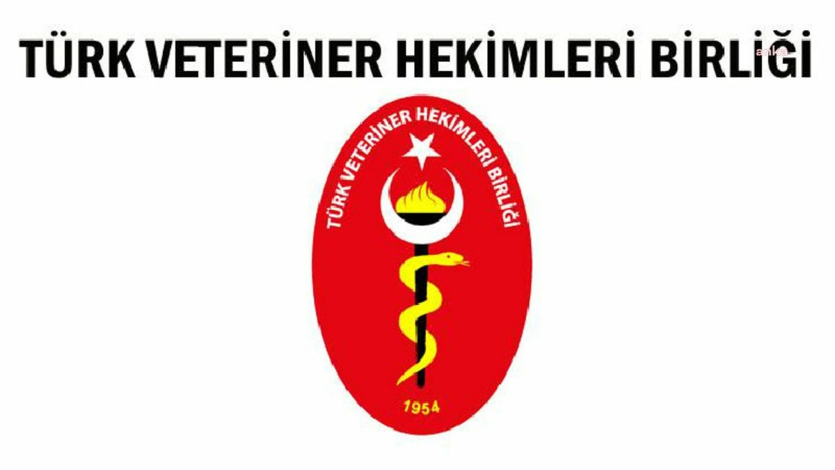TVHB: Sokak hayvanları düzenlemesi hayvan ölümlerini artırıyor