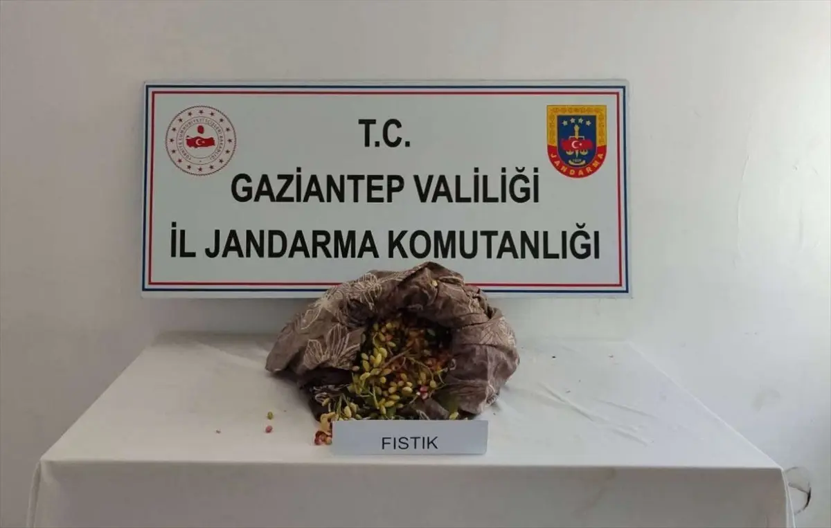 Gaziantep\'te Fıstık Çalarken Suçüstü Yakalanan 3 Şüpheli Tutuklandı