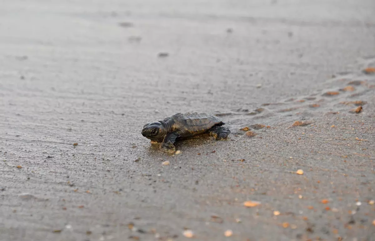 Akdeniz\'de Caretta Caretta Yavruları Denizle Buluşuyor