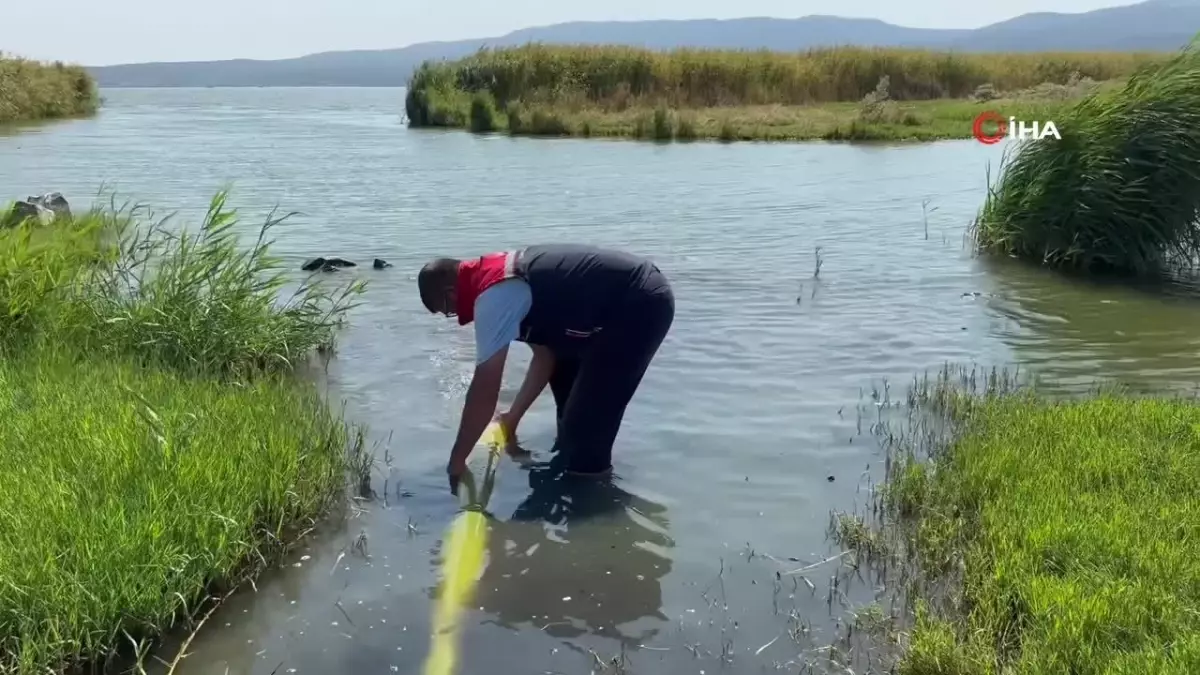 10 Milyon Yavru Sazan Suya Bırakıldı