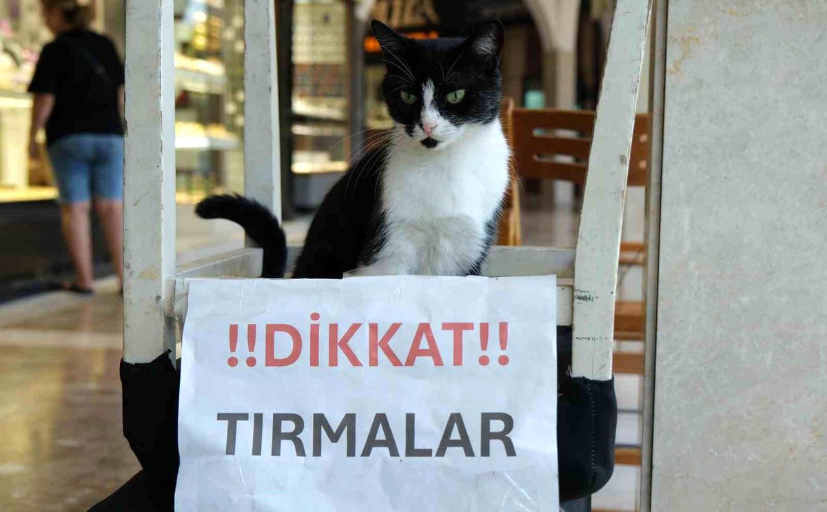 Adana\'da Asabi Kedi Vatandaşları Tırmalıyor
