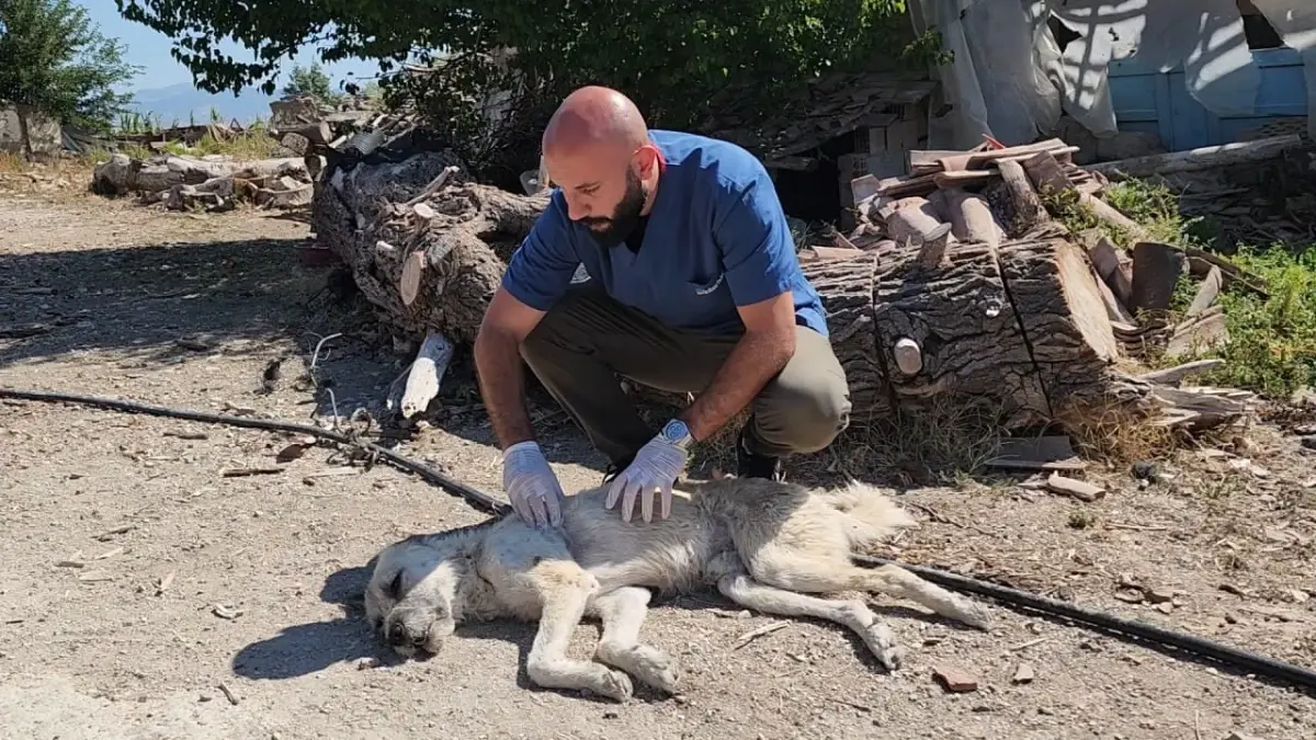 Amasya\'da Köpeği İple Sürükleyen Şahıs Serbest Bırakıldı