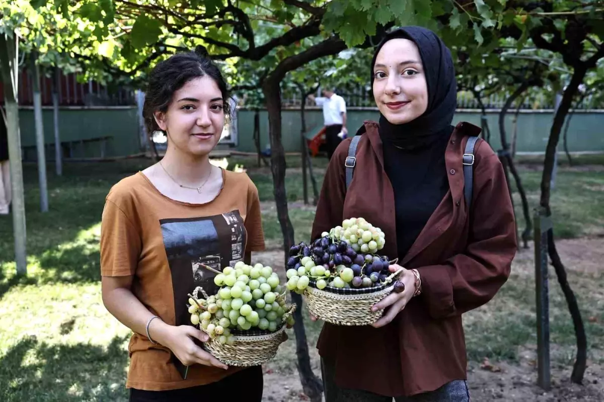 Bağcılar Belediyesi Üzüm Bağı\'nda Bağ Bozumu Etkinliği Düzenledi