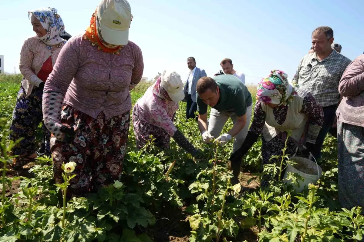 Balıkesir Gömeç\'te Bamya Hasadı Başladı