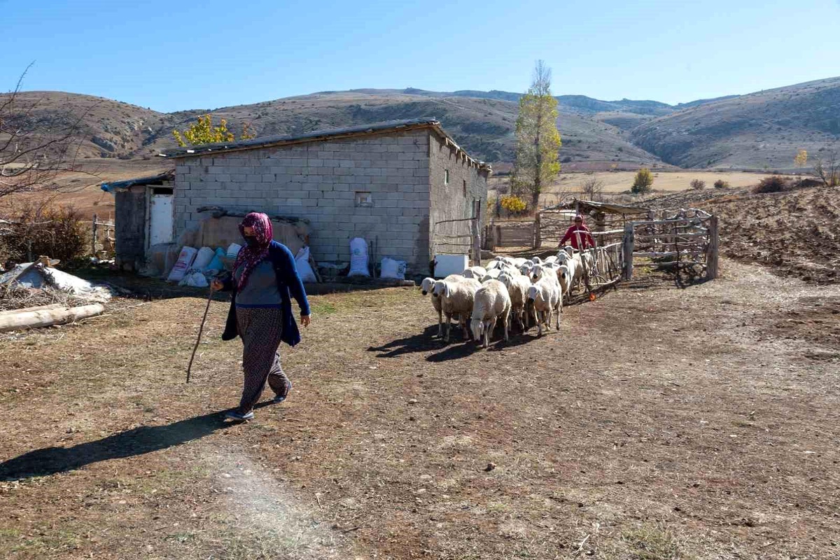 Kayseri Büyükşehir Belediyesi Tarım ve Hayvancılık Alanında Üreticilere Destek Sağlıyor