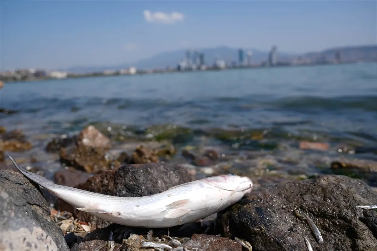 İzmir Körfezi\'nde Ölü Balık İncelemesi