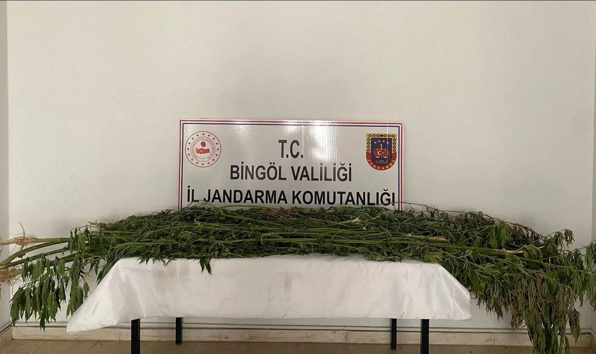 Bingöl\'de Bin 939 Kök Kenevir Bitkisi Ele Geçirildi