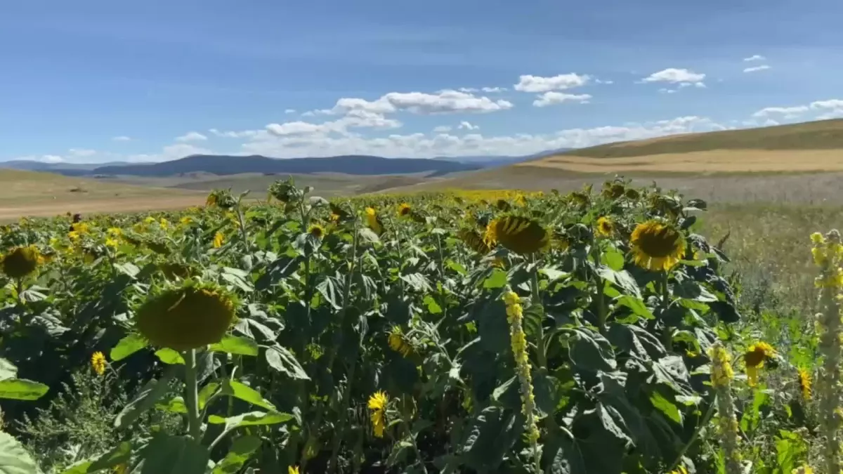 Ardahan\'da Ayçiçeği Yetiştirme Projesi İle Olumlu Sonuçlar Alındı