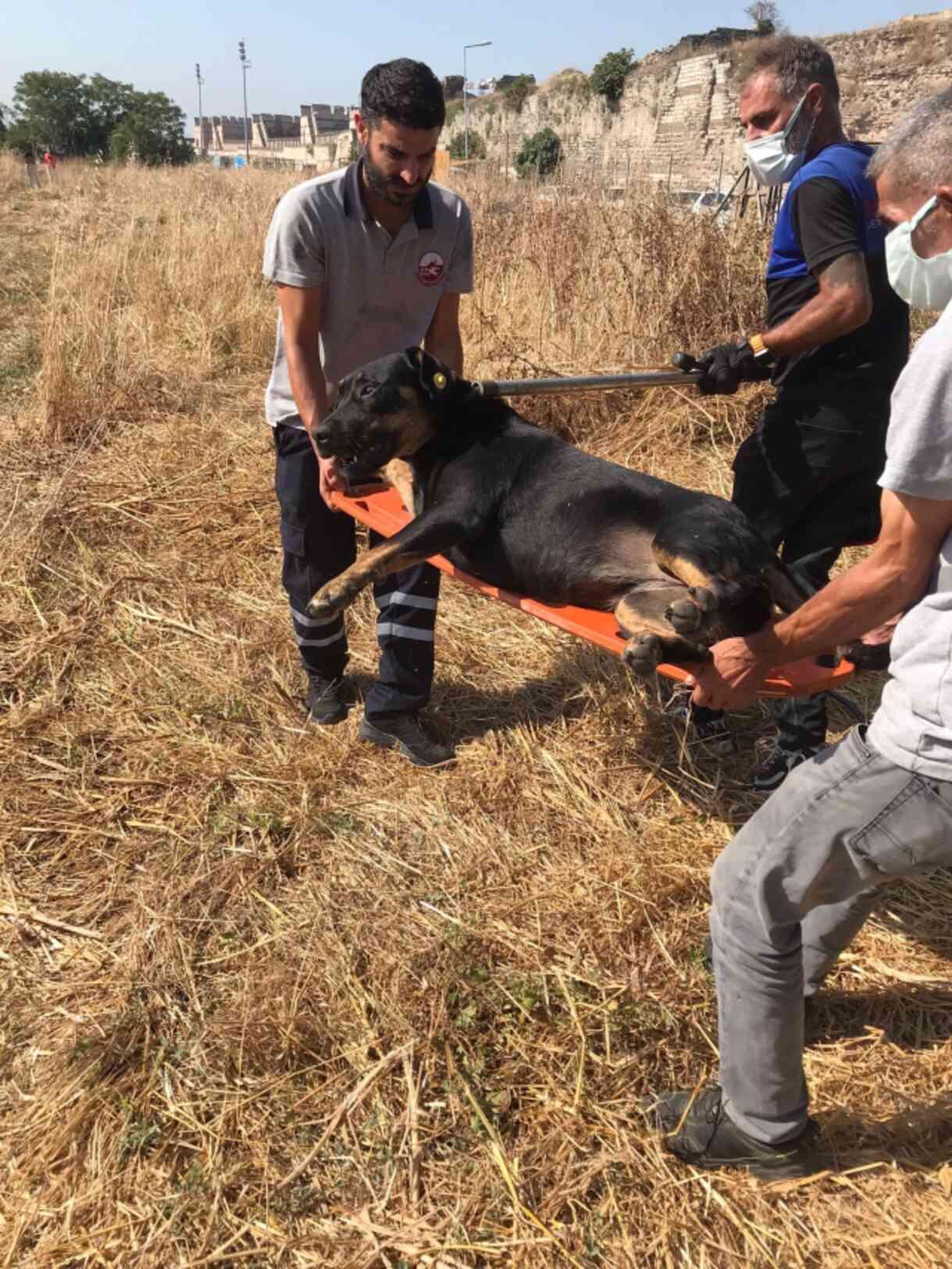 Fatih Belediye Başkanı Turan: Vatandaşlarımızı Parçalayan Köpekleri Savcılık Izniyle Topladık