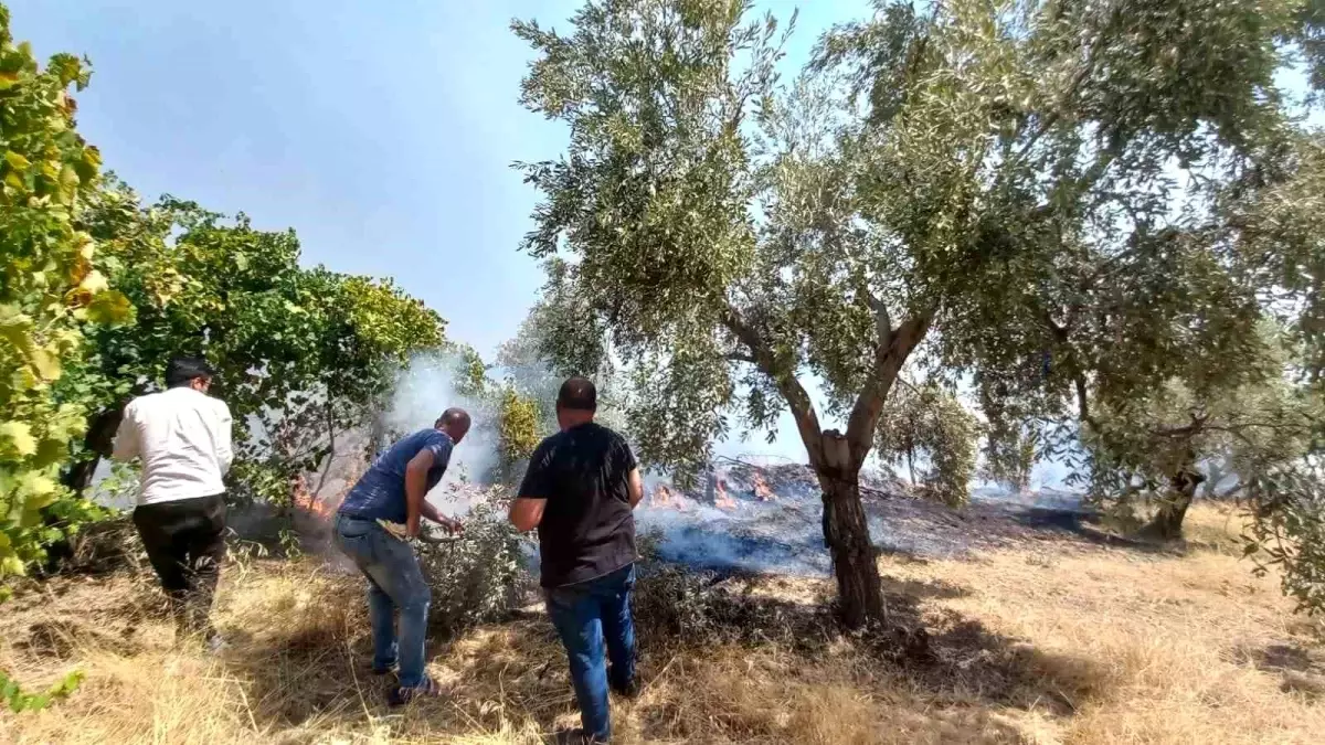 Aydın\'ın İncirliova ilçesinde zeytin ve incir ağaçlarının bulunduğu alanda yangın çıktı