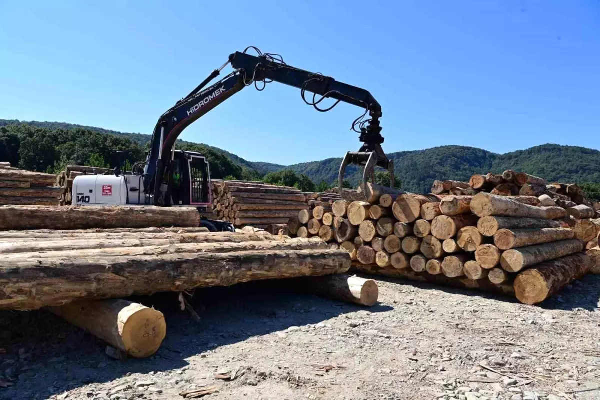 Sinop\'ta Karadeniz Bölgesi\'nin En Büyük Orman Deposu Açıldı