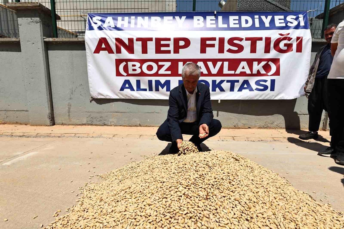 Şahinbey Belediyesi, Çiftçilere Fıstık Alımında Destek Sağlıyor
