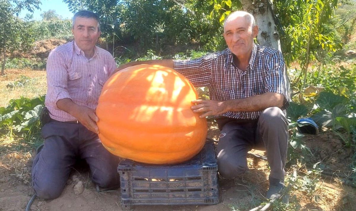 Manisa\'da Balkabağı Üreticisi Ürünlerini Sergilemeyi Planlıyor