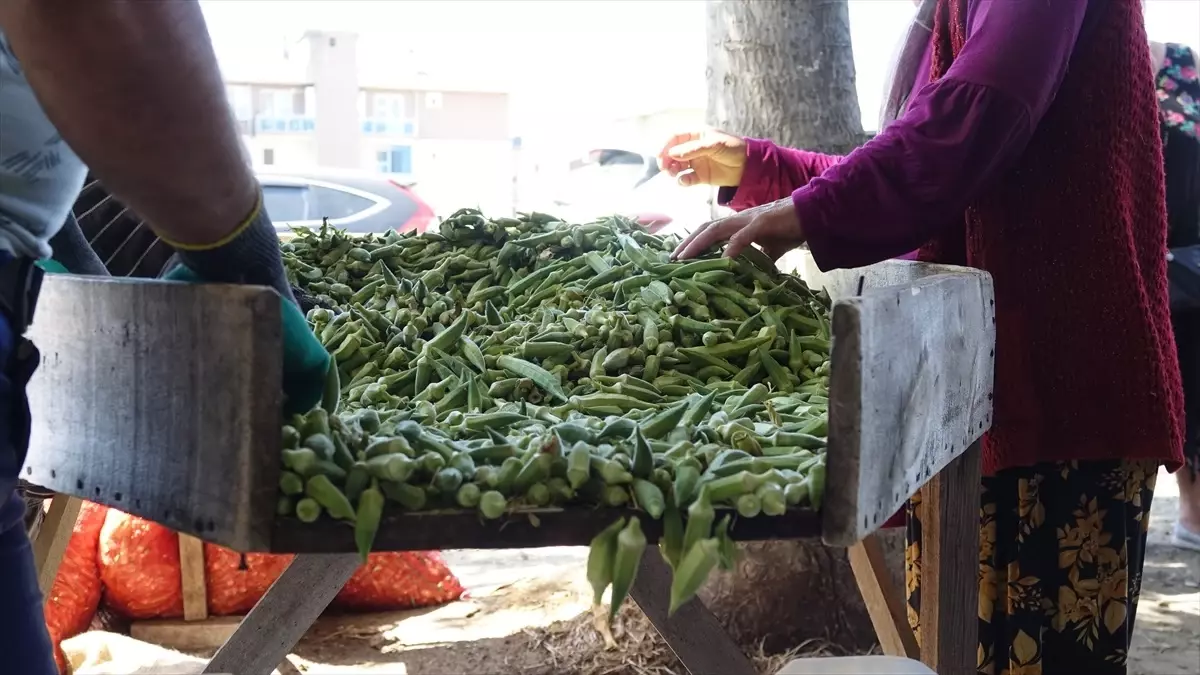 Balıkesir\'de Bamya Hasadı Başladı