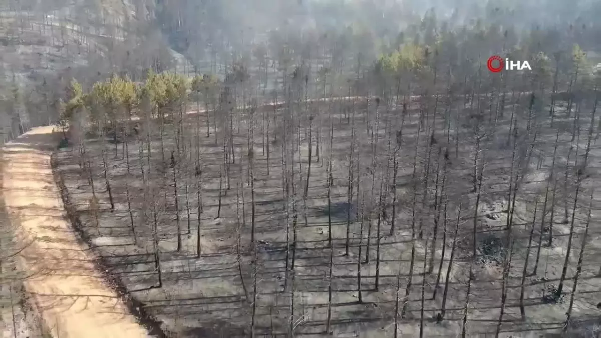 Yürek yakan manzara: Ormanlık alandaki tahribat böyle görüntülendi