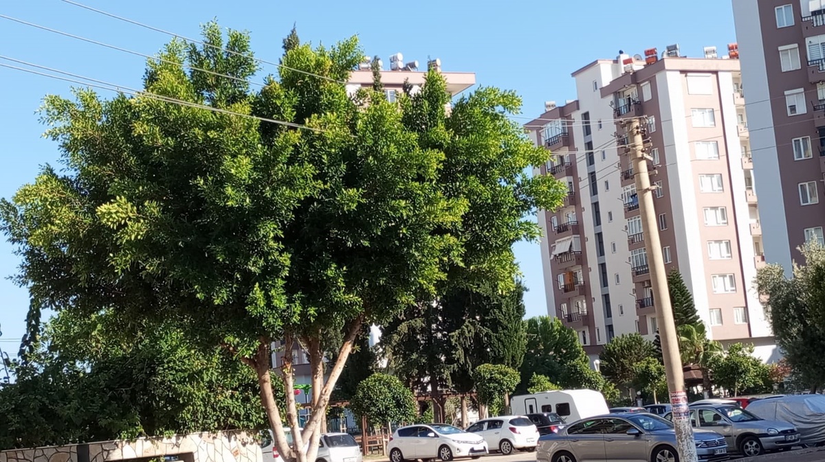 Elektrik Telleriyle Dolu Ağaçlar Vatandaşları Tedirgin Ediyor