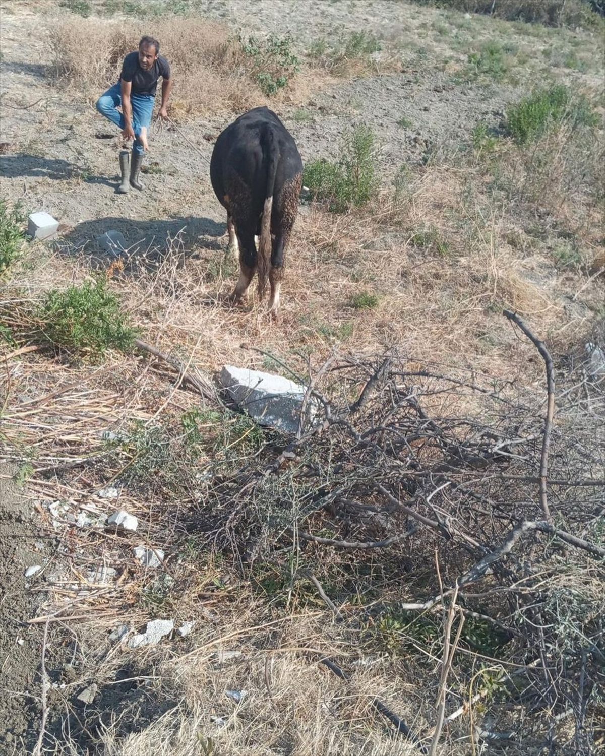 Hatay\'da mahsur kalan inek kurtarıldı