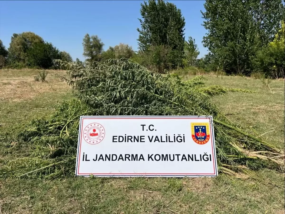 Edirne\'de 700 kök Hint keneviri ele geçirildi