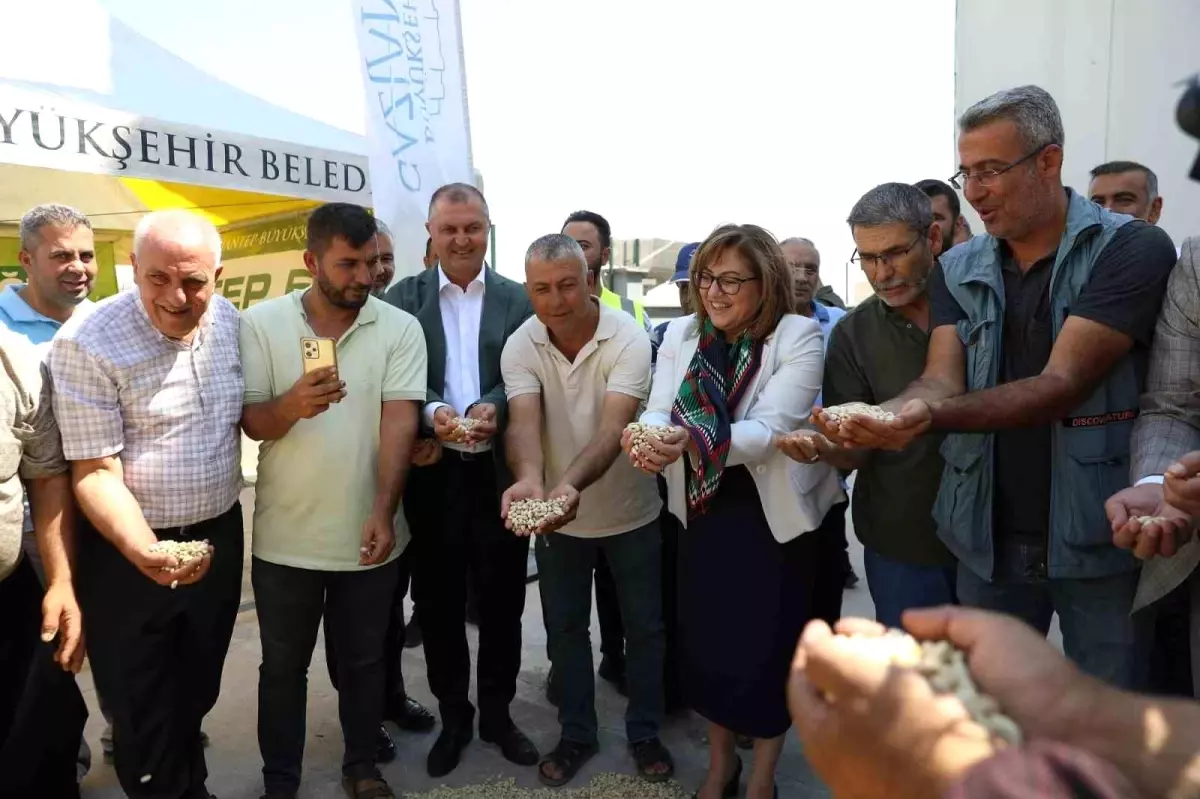 Gaziantep Büyükşehir Belediyesi, Boz Kavlak Fıstığının Alımına Başladı