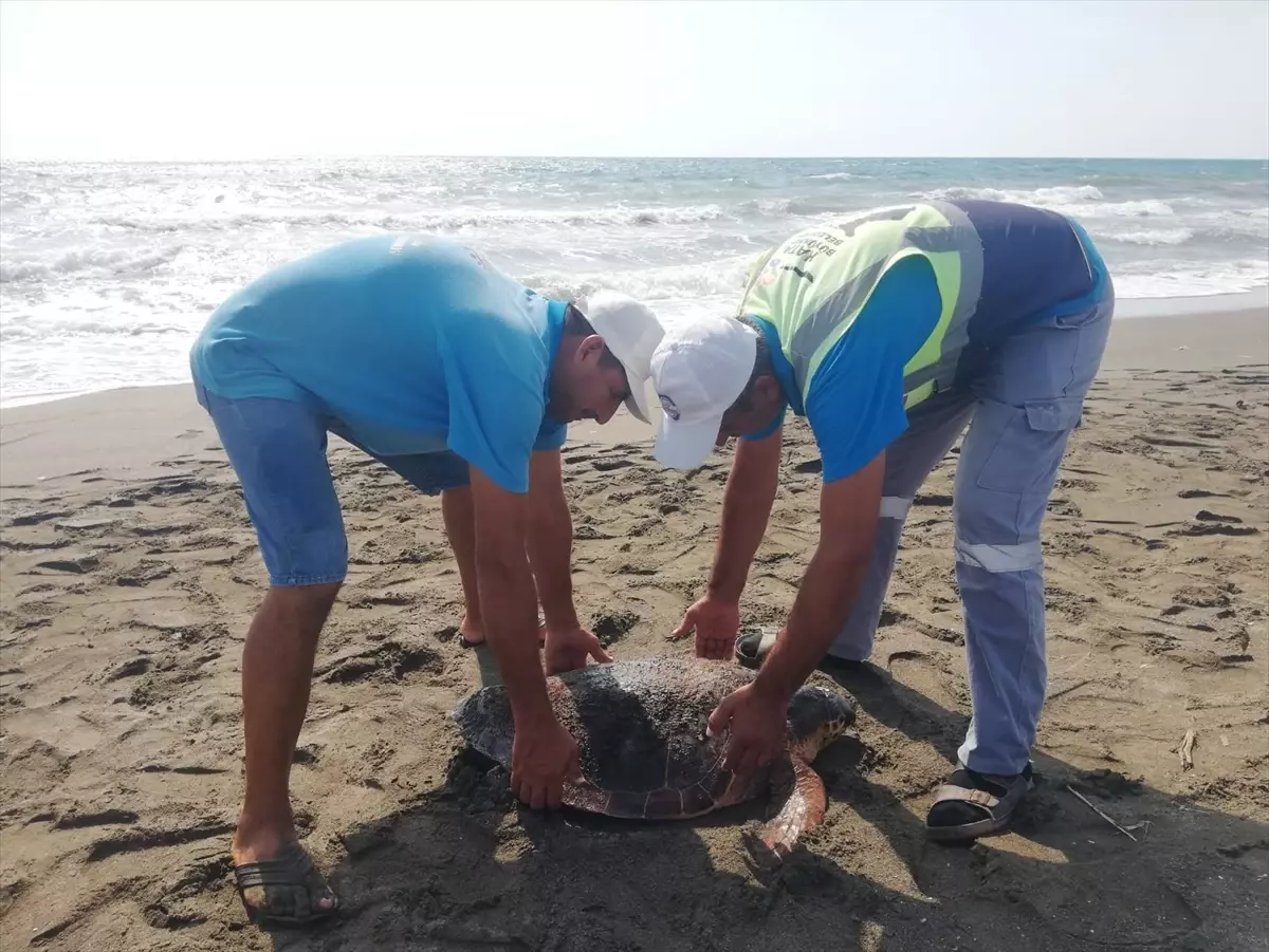 Samandağ\'da Yaralı Deniz Kaplumbağası Tedavi Altına Alındı