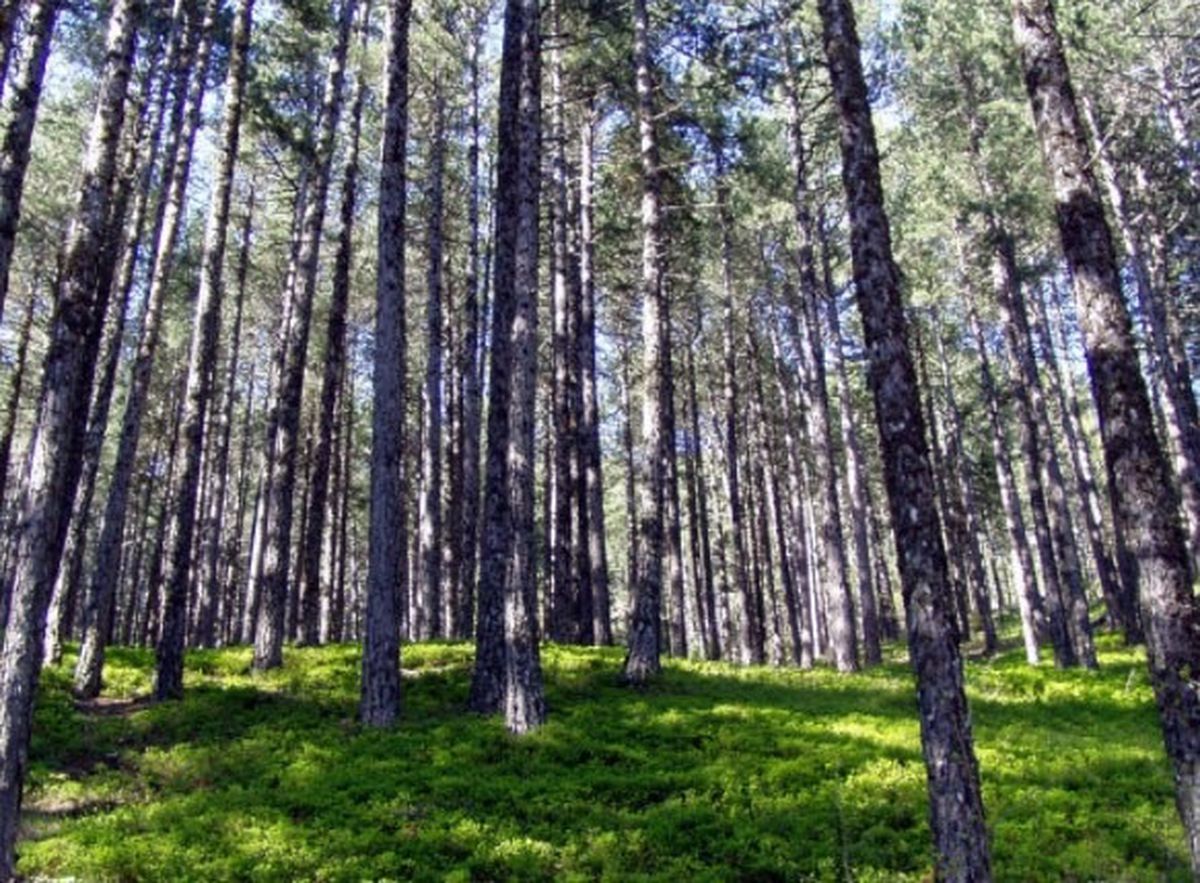 Kazdağları\'na girişler geçici olarak durduruldu