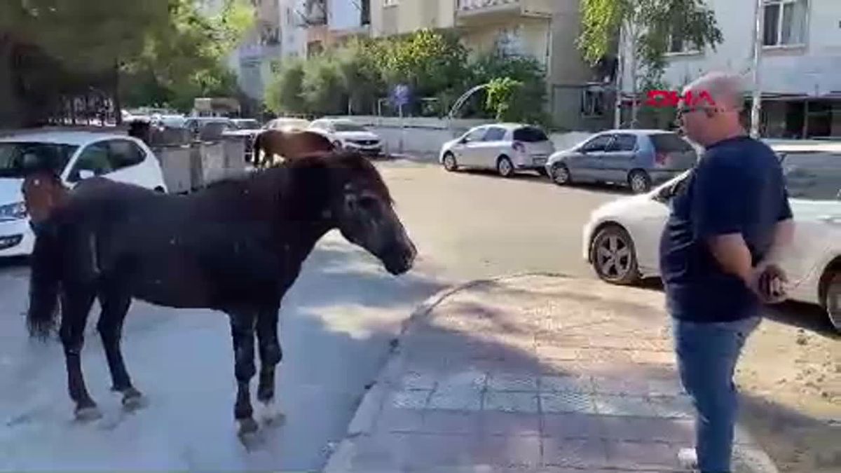 Manisa Spil Dağı Milli Parkı\'ndaki Yılkı Atları Şehir Merkezine İndi