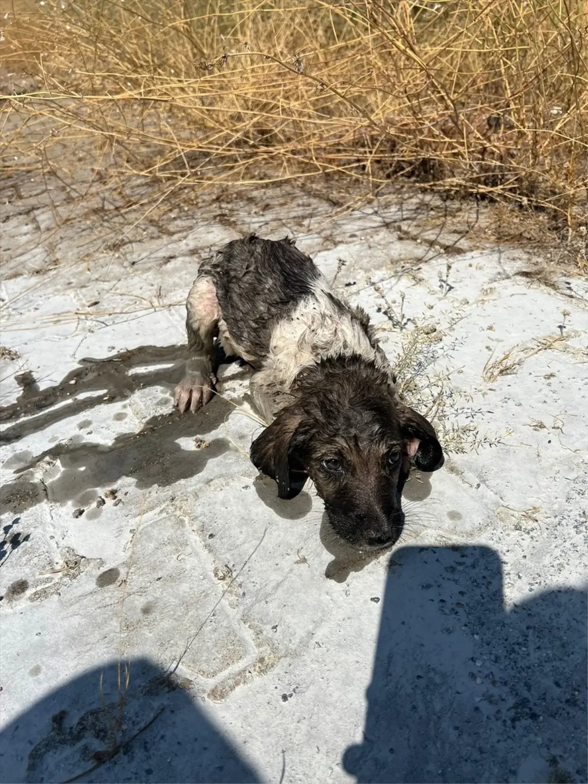 Muş\'ta Kanalizasyon Çukuruna Düşen Köpek Yavrusu Kurtarıldı