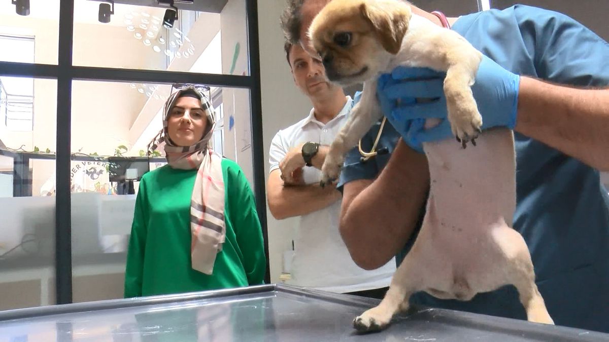 Veteriner Hekim, Köpeğin Felç Olma Tehlikesiyle Karşı Karşıya Kalan Tümörü Başarılı Bir Şekilde Aldı