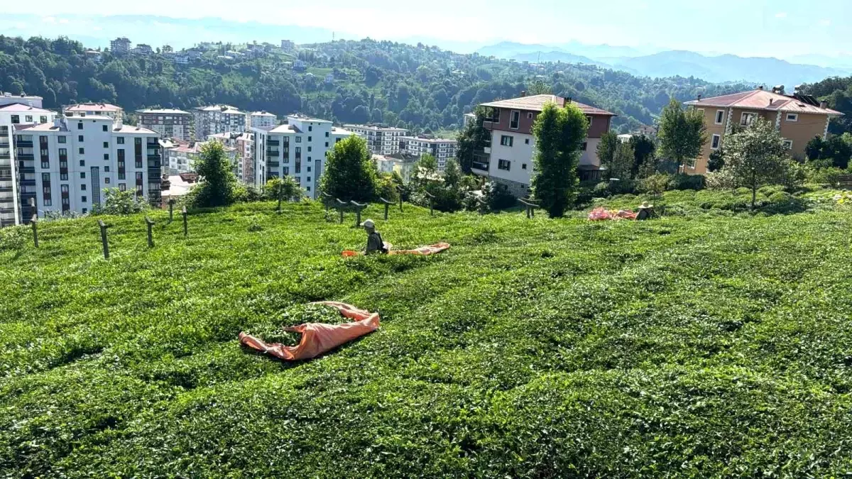 Rize\'de çay üreticileri 3. sürgün hasat dönemi için çay bahçelerine girmeye başladı