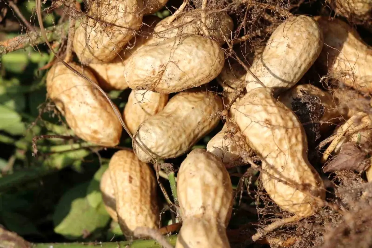 Adana\'da Yer Fıstığı Hasadı Başladı, Rekolte Artışı Bekleniyor