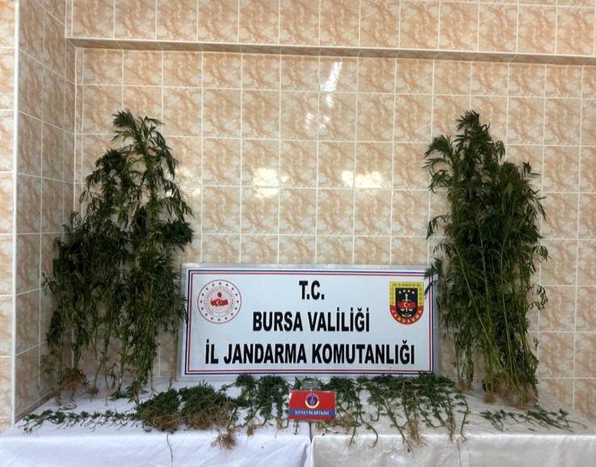 Bursa\'da Kenevir Yetiştiren Şahıs Tutuklandı
