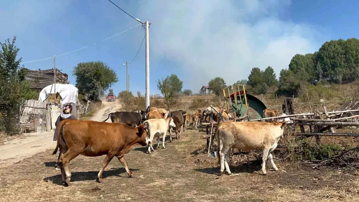 Ankara\'da başlayan orman yangını Gerede\'ye sıçradı