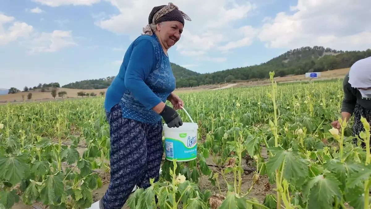 Bolu\'da bamya üreticisi işçi maliyetlerini düşürmek için tarlasını yarı fiyatına açtı