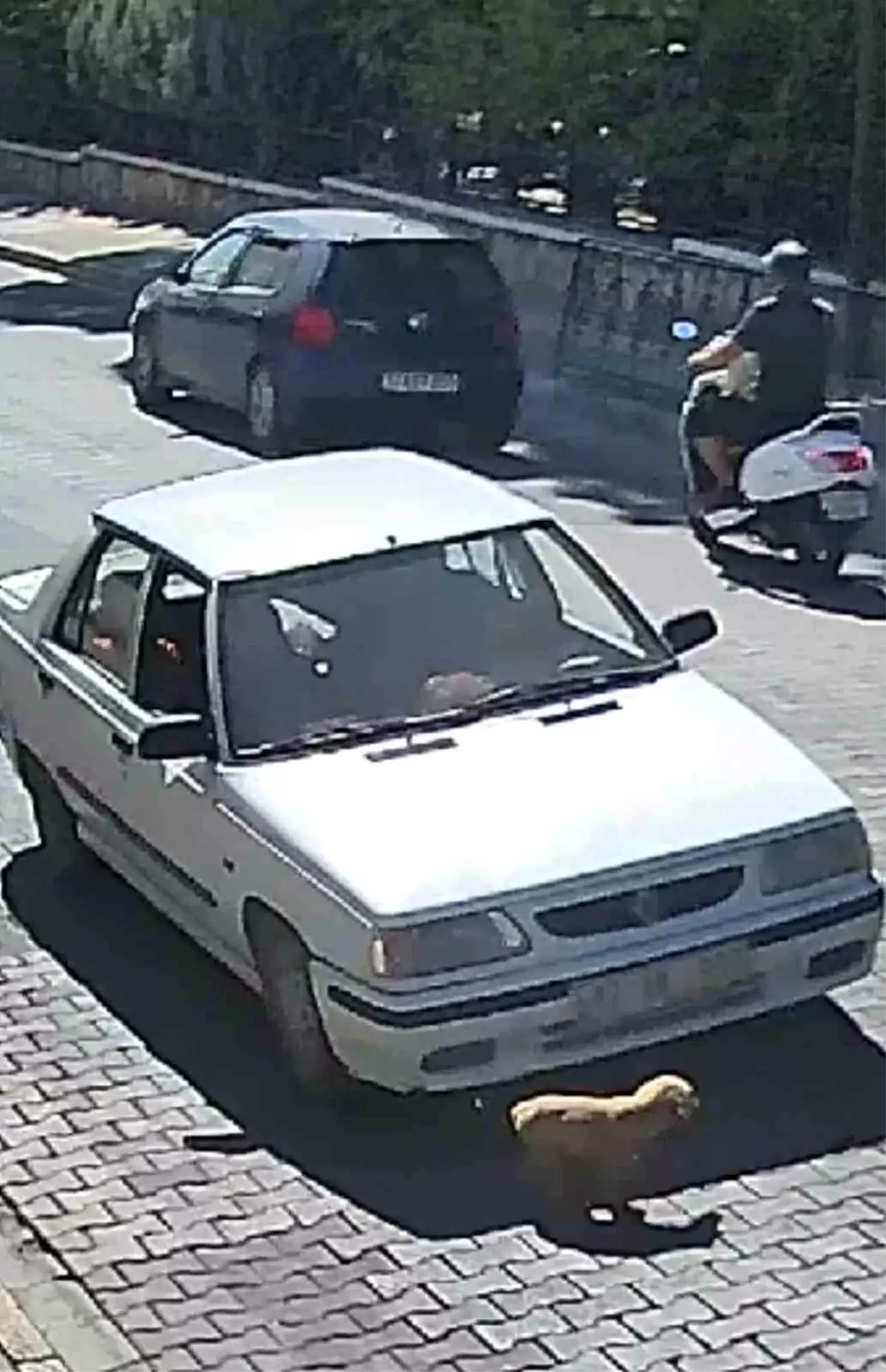 Çanakkale\'de Otomobilin Üzerinden Geçen Köpek Yavrusu Şanslı Kurtuldu