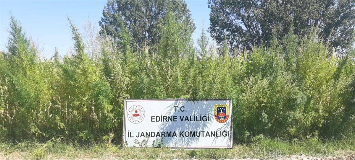 Edirne\'de 159 Bin Kök Hint Keneviri Ele Geçirildi