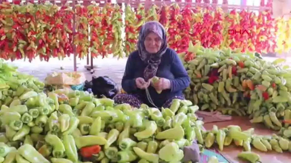 Denizli Kale Biberleri Kurutulmaya Başlandı