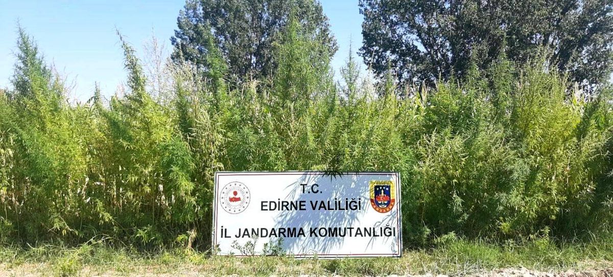 Edirne\'de 159 Bin Kök Kenevir Ele Geçirildi
