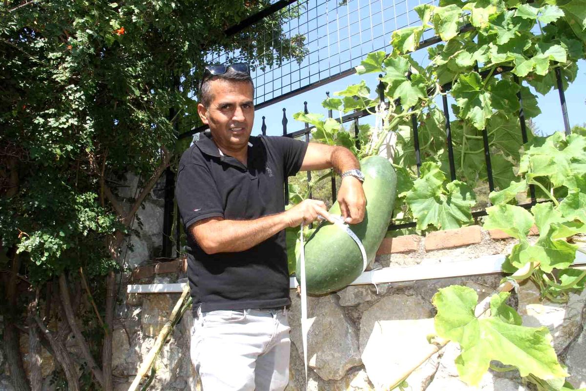 Huzurevi Sakini Çin Salatalığı Yetiştirdi