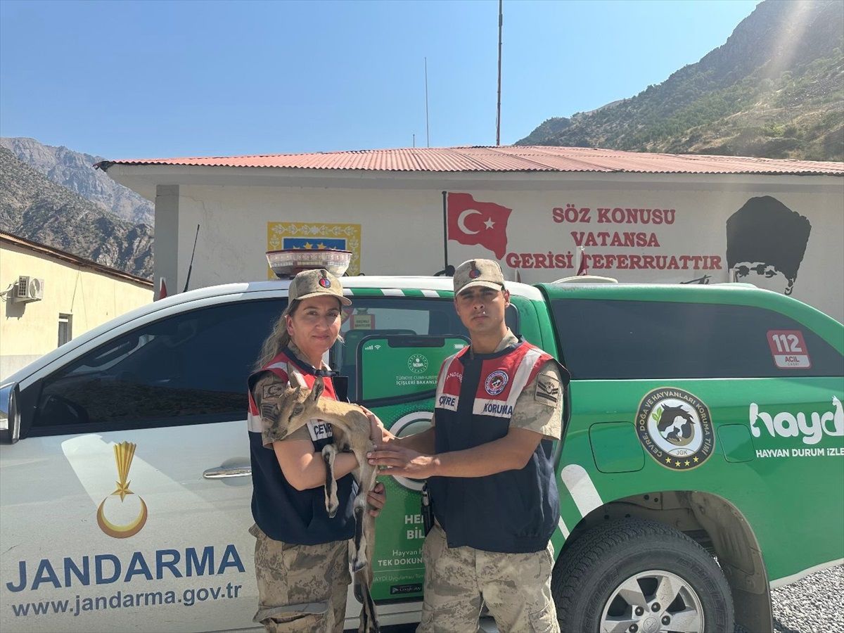 Hakkari\'de Yaralı Dağ Keçisi Yavrusu Tedavi Altına Alındı