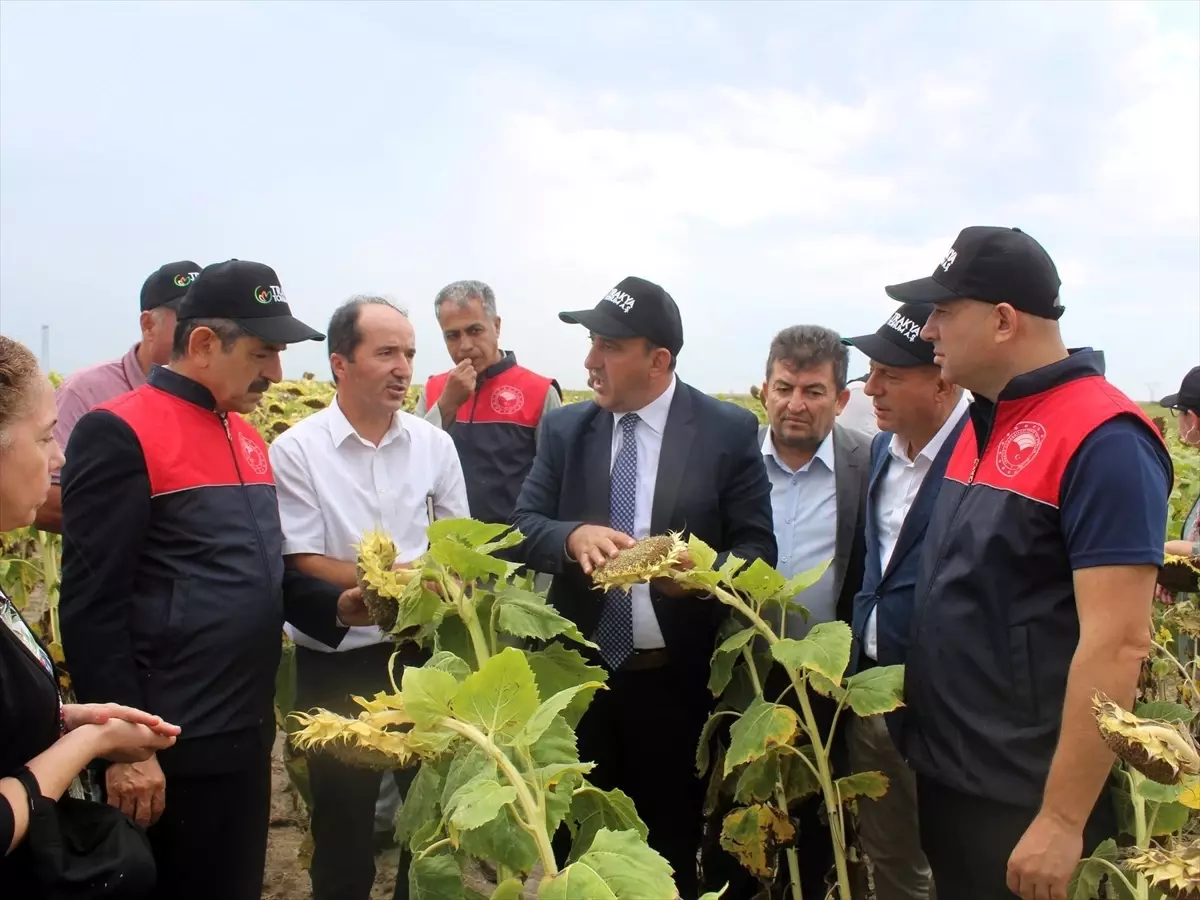 Kırklareli\'nde Yerli Ayçiçeği Hasadı Gerçekleştirildi