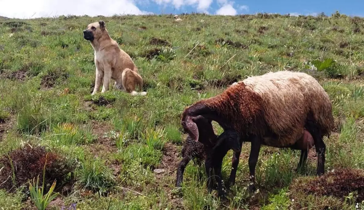 Sadakat örneği gösteren köpek, doğum yapan eşeği yalnız bırakmadı