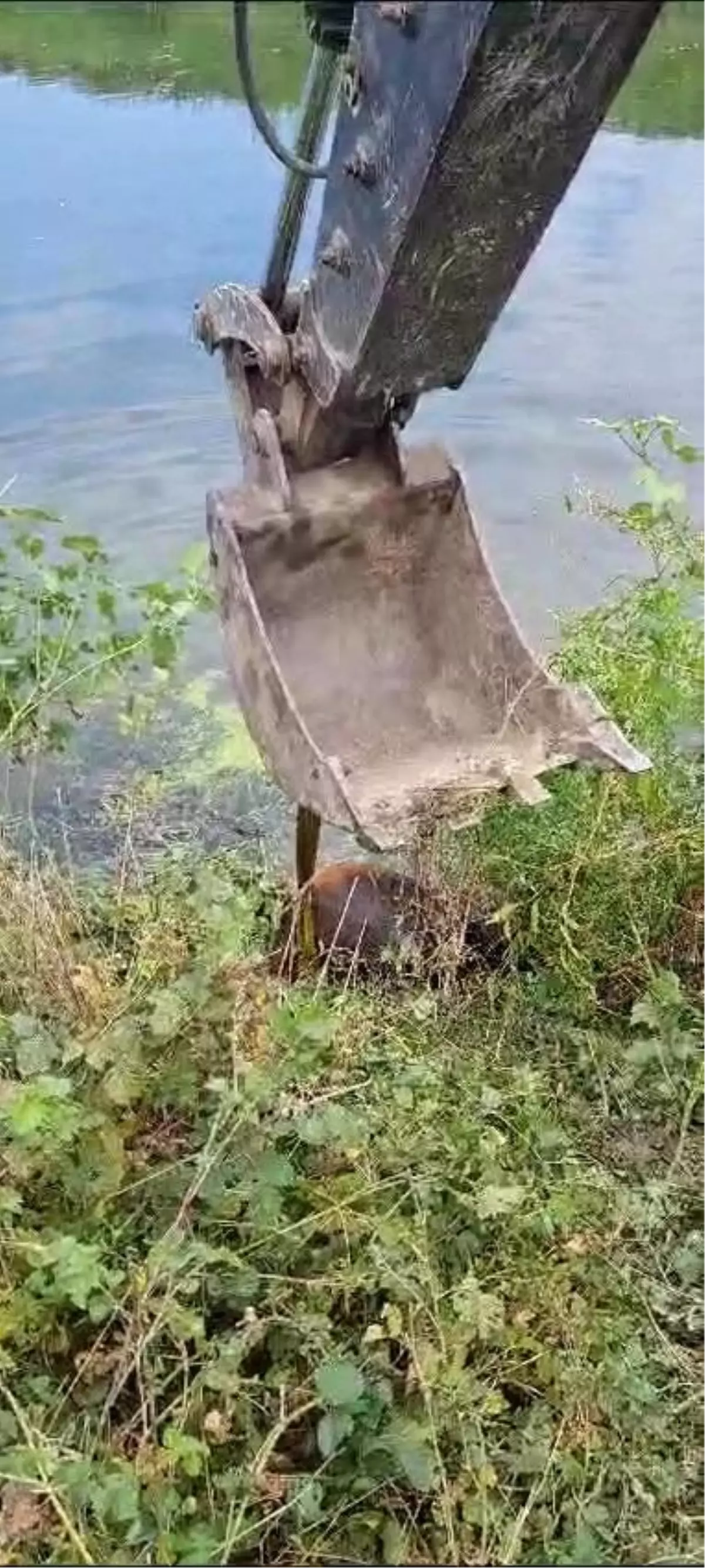 Cumayeri Belediyesi İtfaiye Ekipleri Melen Çayına Düşen Büyükbaş Hayvana Yardım Etti